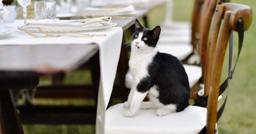 Spray bottle with vinegar solution used to keep cats off outdoor furniture naturally