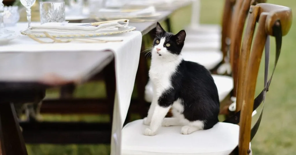 Spray bottle with vinegar solution used to keep cats off outdoor furniture naturally